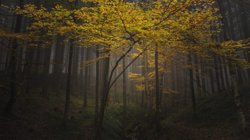 leuchtender Herbstbaum im Chiemgau